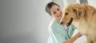 Bring with you any medical history (previous vaccinations, vet visits, medications, anything) no matter how long ago it happened. Vaccinations For Pets Veterinarian In West Palm Beach All Care Animal Clinic