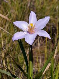 Image result for Velloziaceae