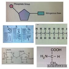 Is gluecose a product of photosynthesis is used to generate atp? Biology Semester 1 Homeostasis Carbon Cycle Organisms Diagram Quizlet