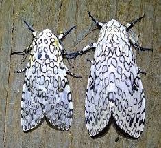 We did not find results for: Giant Leopard Moth Hypercompe Scribonia Male Female Giant Leopard Moth Leopard Moth Moth