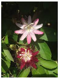 Maybe you would like to learn more about one of these? I Think I My Passiflora Hybridized Itself