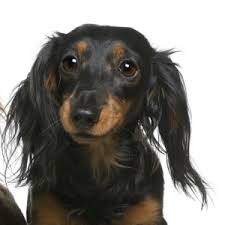 The long haired ones look extra majestic and cute! Longhaired Dachshund Facts Wisdom Panel Dog Breeds