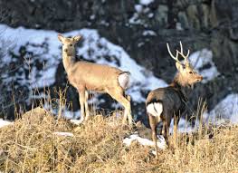 野生のシカに角で襲われ命落とす…意外な凶暴性「この時期の雄には近づくな」 奈良公園でも負傷事故が相次ぐ：東京新聞デジタル