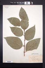 Image result for Ficus amadiensis
