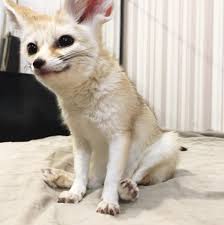Wales - Female Fennec Fox Kit For Sale | Reptile Forums