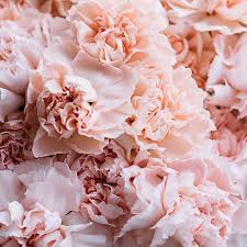 Shopbop offers assortments from over 400 clothing, shoe, and accessory designers. Flower Delivery Orange County Ca Costa Mesa Florist Irvine Florist