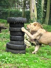 Please choose a different date. Animal Enrichment The Aspinall Foundation Animal Sanctuary Big Cat Habitat Zoo Animals