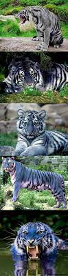 1) which of the following terms or structures is properly associated only with animals? Maltese Blue Tiger Animals Beautiful Animals Wild Rare Animals