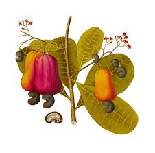 Neck (long) (he wearing a banana peel). Tropical Cashew Anacardium Occidentale Plants For A Future