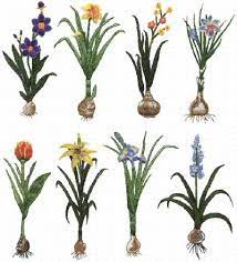 You'll invest minimal effort, but get maximum results! Flower Bulbs How To Plant Bulb Flowers Plant Flower Bulbs Planting Bulbs