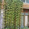 Many gardeners set cuttings in water. 1