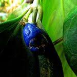 Image result for Warneckea sansibarica