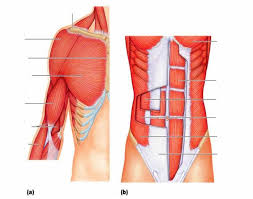 The infrahyoid muscles within the anterior triangle of the neck are rather hard to see muscle diagram. Anterior Trunk Shoulder And Arm Muscles