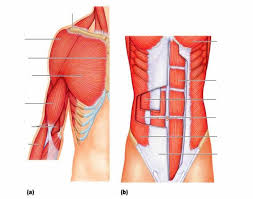 For that reason, and because of the dexterity of the shoulder joint itself, the musculature of the shoulder is complex, ranging from massive prime mover muscles to finer stabilizer and fixator muscles. Anterior Trunk Shoulder And Arm Muscles Quiz