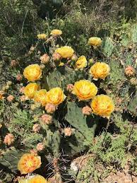 The saguaro flowers once every year, typically in may and june. Outdoor Tips From Texas Parks Wildlife Magazine 2020 11 08