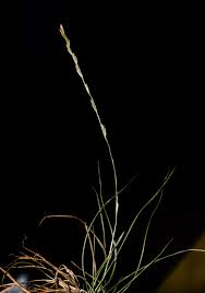 Image result for Tripogon