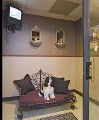 Doggie Daycare In Houston And Katy Rover Oaks Pet Resort Luxury Dog Kennels Pet Resort Dog Kennel