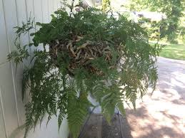 Scales are flat, brown, and davallia trichomanoides is grown as an ornamental because of its attractive, finely divided leaves. Photo Of The Entire Plant Of Black Rabbit S Foot Fern Davallia Trichomanoides Posted By Nativeplantlover Garden Org