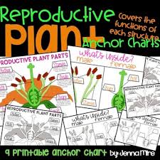 parts of a flower anchor chart worksheets teaching