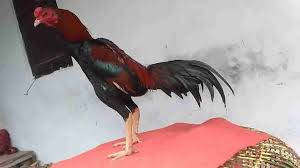 Terbaru Daftar Harga Ayam Bangkok 2020 Umur 1 2 3 4 5 6 Bulan Dan Lancuran Serta Ayam Bangkok Menangan