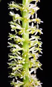 Image result for Diaphananthe sarcophylla