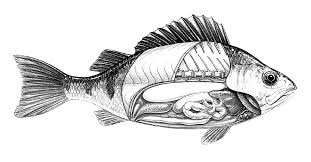 Find each of the organs below and color code them to the fish according to the key below. Https Oimb Uoregon Edu Documents Gk12 Gk12 Fourth Fishdissection Pdf