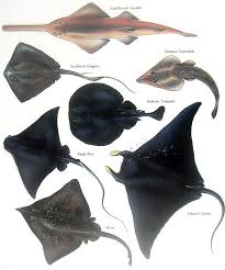 stingray identification chart google search in 2019