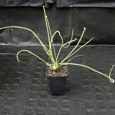 Image result for Secamone filiformis
