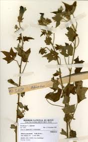 Image result for Hibiscus physaloides