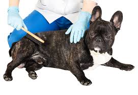 French bulldog cinsi her türlü eğitim konusunda inatçı olabilirler. French Bulldog Allergy French Bulldog Breed