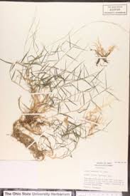 Image result for Agrostis kilimandscharica