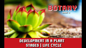 We did not find results for: Development In A Plant Stages Life Cycle Factors Section 5 Youtube