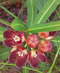 Image result for Glossostelma