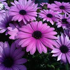 30pcs African Blue Eyed Daisy Seeds Osteospermum Seeds Mix Color Flower Color Mixing Beautiful Blooms Types Of Flowers