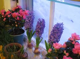 To force a potted amaryllis to bloom for the winter holidays, cut back the flower stalk after blooming stops, but allow the foliage to continue growing. Forcing Hyacinths For Winter Bloom Kevin Lee Jacobs