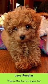 the 7 best dog breeds for young families toy poodle puppies poodle puppy toy poodle