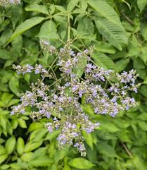 Image result for Vitex madiensis
