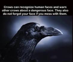 That Goes For The Good Memories Of A Rescue Also I Believe Crow Facts Crow Animal Facts