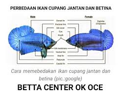 Ikan cupang jantan dan betina. Perbedaan Ikan Cupang Jantan Dan Betina Betta Center Ok Oce Facebook