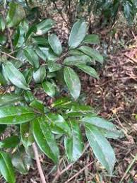 Image result for Huberantha