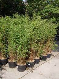 Leider können nicht alle bambuspflanzen im kübel gehalten werden. Welche Bambus Sorte Ist Gut Als Kubelpflanze Geeignet Und Bietet Guten Sichtschutz Fragen Bilder Pflanz Und Pflegeanleitungen Rund Um Das Thema Gartenpflanzen