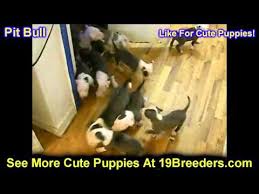 Southern illinois (cbd) southwest va. Craigslist Illinois Dogs For Sale 07 2021