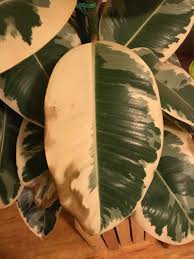 It is popular as a house plant, however watch for sooty mold. Houseplants Forum Help The Leaves On My Rubber Tree Are Turning Brown Garden Org