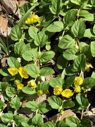 Image result for Lysimachia djalonis