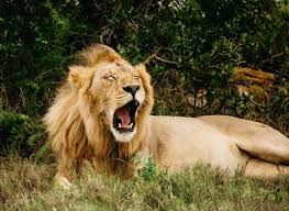 Luxury Travel Jetsetter African Lion African Elephant Wildebeest