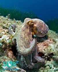 Discover Minorca Scuba Diving Blog Octopus Octopus Photography Marine Animals