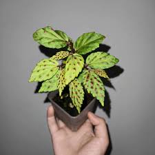Image result for Begonia fusialata