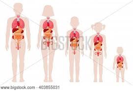 List of related male and female reproductive organs. Human Anatomy Organs Vector Photo Free Trial Bigstock