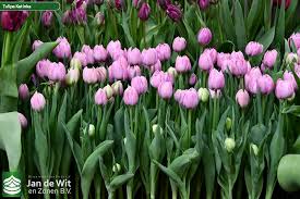 Emellett rekordertartó is, szóval bőven van mit olvasnunk az önéletrajzában. Katinka Tulip Jan De Wit En Zonen B V