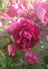 You won't likely be able to revive these no matter what remedy. Why Is My Rose Bush Drooping How To Save It Gardener Report
